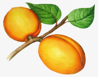 Peach Fruit, Photo Clipart, Png Photo, Red Apple, Clip - Абрикос Рисунок Png