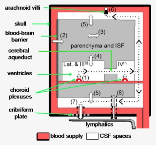 How Is It That The Fluid Bathing Our Brains Has The - Diagram