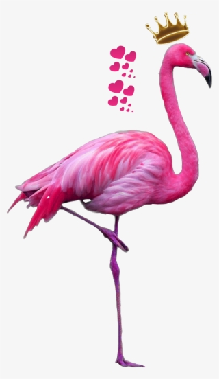Flamingo Clipart Feather - Flamingo Png