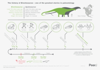 File - Brontosaurus Infographic - Svg - Difference Between Apatosaurus And Brontosaurus