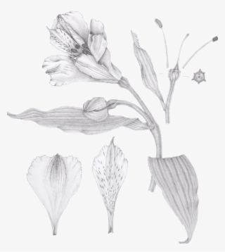 Image Royalty Free Stock Drawing Lilly Illustration - Lilies Botanical Drawing