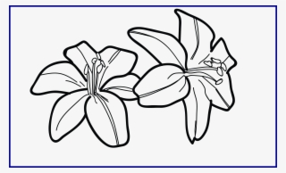Collection Of Free Garden Drawing Concept Download - Draw Easy Tiger Lily