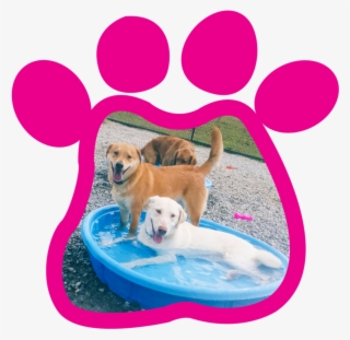 Paw Print Gallery320180315 23236 10j8qvq - Dog Catches Something