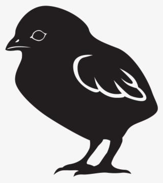 Chick Starter / Grower Is A "complete" Formula For - Old World Flycatcher