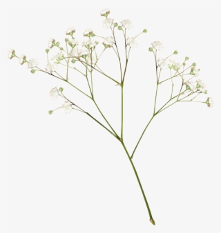 Flower Images, Transparent Flowers, Dried Flowers, - Transparent Dried Flowers Png