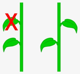 Leaf Arrangements - Golden Angle In Plants