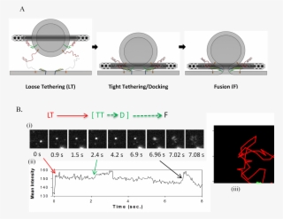 Dna Origami And Fusion - Dna Origami Vesicle