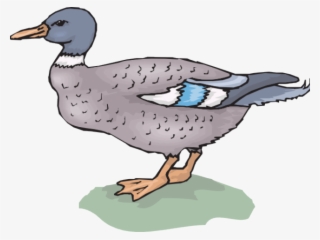 Duck