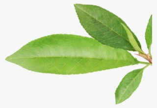 Bulletin - Hoja De Durazno Dibujo