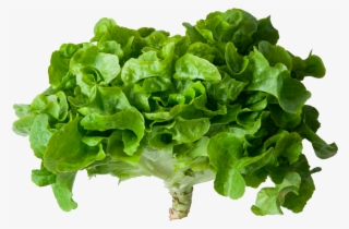 Lechuga Verde - Romaine Lettuce