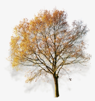 Autumn Fall, Fall Trees, Photoshop, Watercolor Painting, - Arbol Sin Fondo