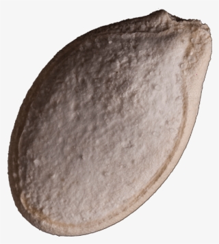 Are You Interested In Distributing This Product - Baltic Clam