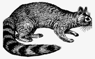 Whiskers Raccoon Wildcat Ring Tailed Cat Free Commercial - Illustration