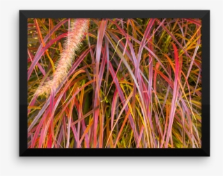 Lankershim Village Fountain Grass Framed Poster - Modern Art