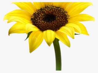 Sunflower Clipart Yellow Sunflower - Sun Flower Clipart Png