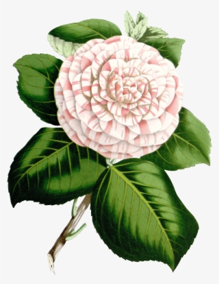 Hd Green Leaf Camellia Flower Png Element - Botanical Illustration