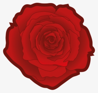 Red Rose - Garden Roses