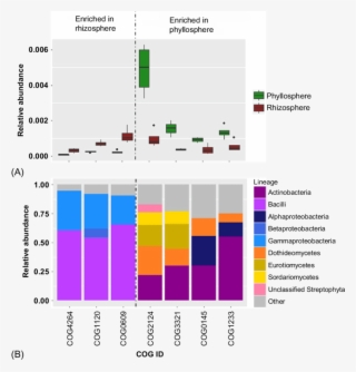 9 Enriched Functions In The Rhizosphere And Phyllosphere - Diagram