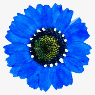Blue Daisy Png