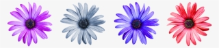 Daisy Flower Colorful - Daisy Flower Image Png