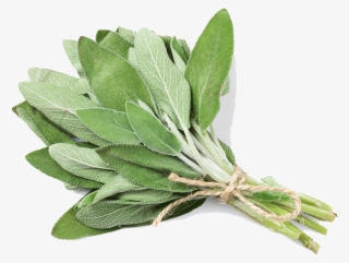 Common Sage