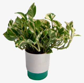 Money Plant Transparent