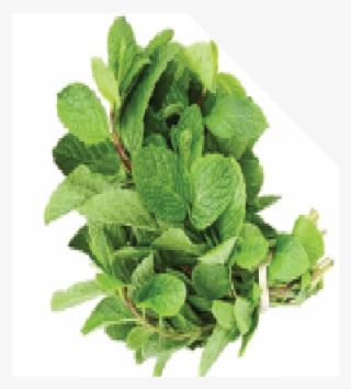 Mint Leaves 5 Bundles - Houseplant