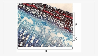 Cross Section Of Aspen Xylem - Pattern