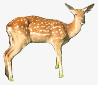 White-tailed Deer