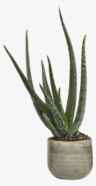 Aloe Vera Png - Aloe Vera Concrete