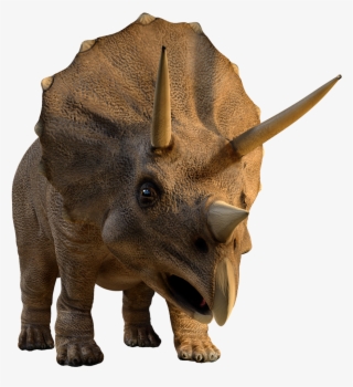 Facts About Triceratops