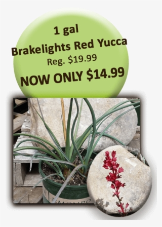 1 Gal Brakelights Red Yucca - Invisalign Before And After