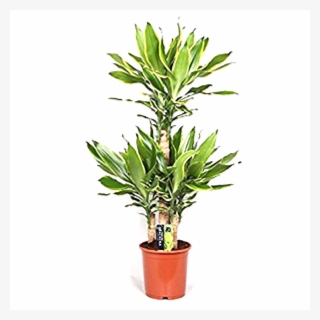 Dracaena Golden Coast