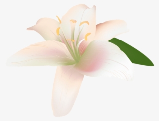 Free Png Download Lily Flower Transparent Png Images - Lily