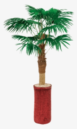 Silk Fan Palm Tree - Palm Trees