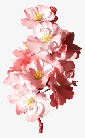 Tubes Fleurs - ดอกไม้ สีชมพู Png