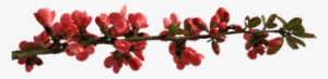 Spring Flower Buttons On Branch - Bom Dia Pra Vc Que Acordou