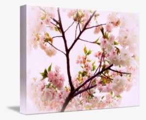 Cherry Blossom Charm By Jessica Jenney Picture Library - Cherry Blossom