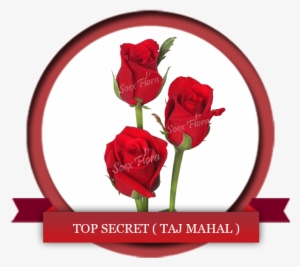 Deep Red Rose Symbol Of Love Top Secret Also Known - Taj Mahal Rose
