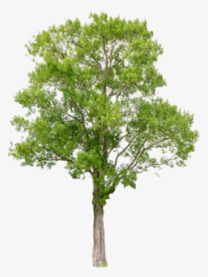 Isolated Trees On White Background, Trees, Isolated, - River Birch