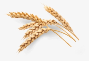 Selenium Oat Grain Malt Food - Selenium Malt