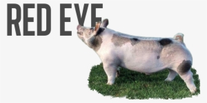 Red Eye - Incandescent Light Bulb