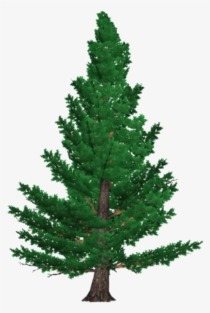 Scots Pine 3 - Christmas Tree