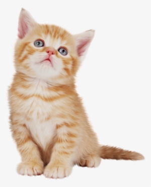 Image Chat Png - Wzw Women's Pearl Diamonds Party/evening Bag