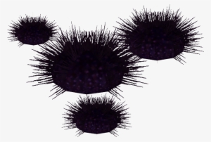 Sea Urchin - Wiki