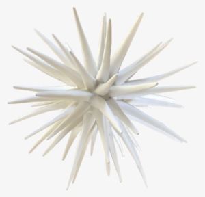 Studio Sea Urchin