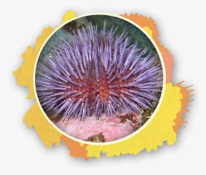 State Stencil Sea Urchin The Snorkel Store Maui Hi - The Snorkel Store