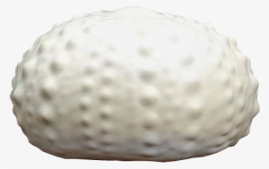 Sea Urchin Eco-friendly Urn - Urn