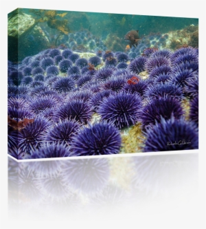 Sea Urchins - Sea Urchin