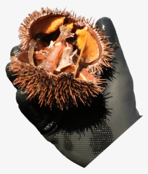 Rbs Seafood Harvesting - Rbs Seafood Harvesting Ltd